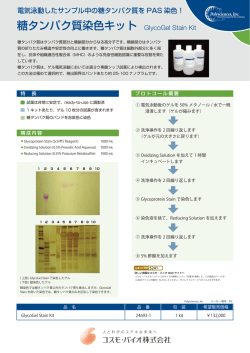 糖タンパク質染色キット GlycoGel Stain Kit