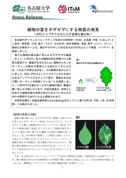 植物の葉をギザギザにする物質の発見