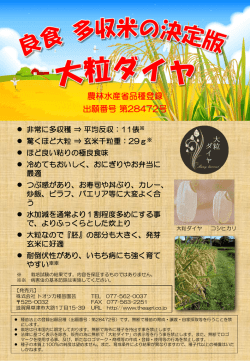 「大粒ダイヤ」パンフレット