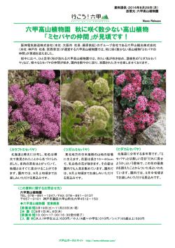 六甲高山植物園 秋に咲く数少ない高山植物