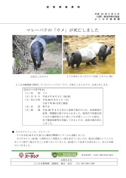 マレーバクの「ウメ」が死亡しました