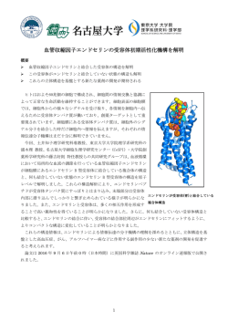 血管収縮因子エンドセリンの受容体初期活性化機構を解明