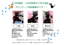 世界遺産 小笠原諸島から来た猫達 ボランティア里親募集中です！！