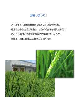 出穂しました！