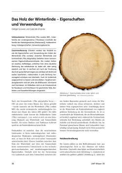 Das Holz der Winterlinde – Eigenschaften und Verwendung