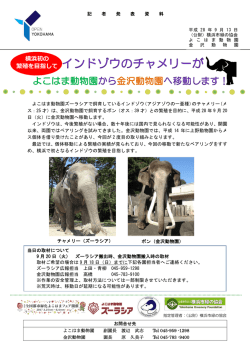 インドゾウのチャメリーが移動します