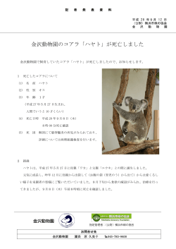 金沢動物園のコアラ「ハヤト」が死亡しました