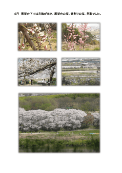 4月 展望台下では花梅が咲き、展望台の桜、背割りの桜、見事でした。