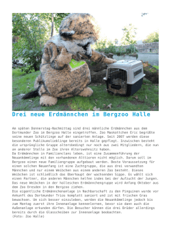 Drei neue Erdm&auml;nnchen im Bergzoo Halle