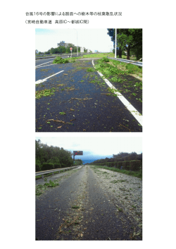 台風16号の影響による路面への樹木等の枝葉散乱状況 （宮崎自動車道