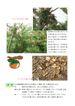 クマの特徴③