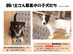 飼い主さん募集中の子犬たち - 栃木県動物愛護指導センター