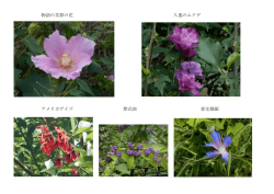 物語の芙蓉の花 八重のムクゲ アメリカデイゴ 紫式部 変化朝顔