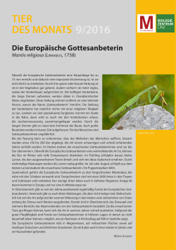 Mantis religiosa - Oberösterreichisches Landesmuseum