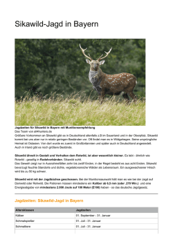 Sikawild-Jagd in Bayern