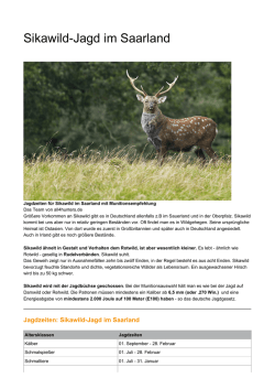 Sikawild-Jagd im Saarland