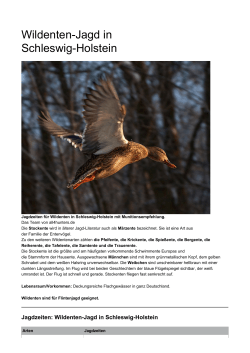 Wildenten-Jagd in Schleswig-Holstein