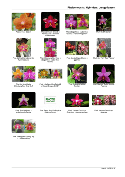 Phalaenopsis / Hybriden / Jungpflanzen
