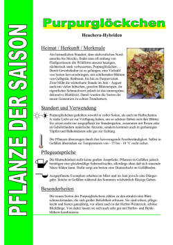 Heuchera-Hybriden