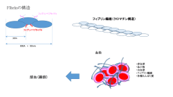 Fibrinの構造