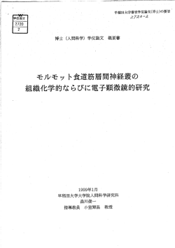 モルモット食道筋層間神経義の