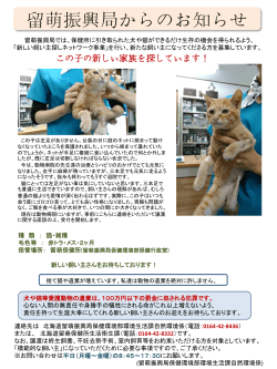 子猫1匹 - 北海道留萌振興局