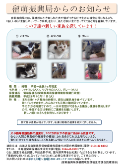 子猫3匹 - 北海道留萌振興局