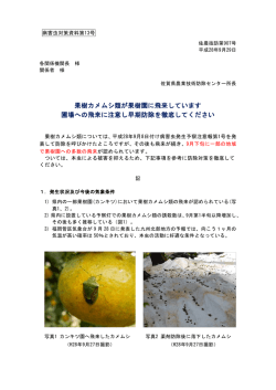 果樹カメムシ類が果樹園に飛来しています 圃場への飛来に注意