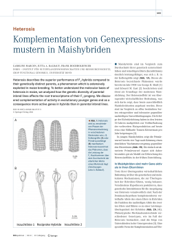 Komplementation von Genexpressionsmustern in Mais hybriden