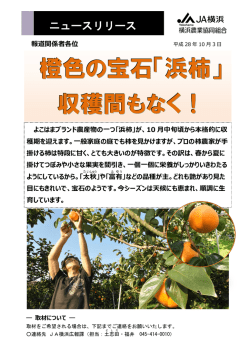 橙色の宝石「浜柿」 収穫間もなく！