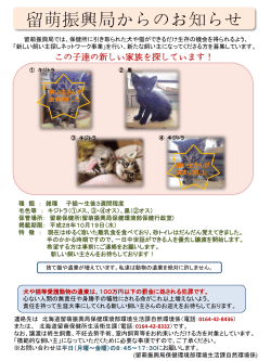 子猫2匹 - 北海道留萌振興局