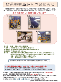 子猫2匹 - 北海道留萌振興局