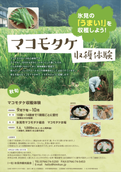 マコモタケ収穫体験 秋旬