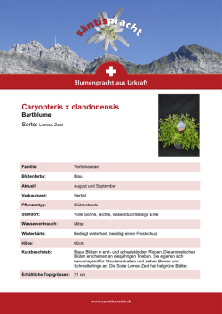 Caryopteris x clandonensis Bartblume