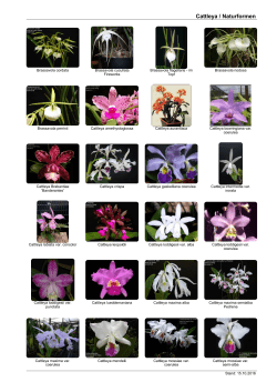 Cattleya / Naturformen - Schwerter Orchideenzucht