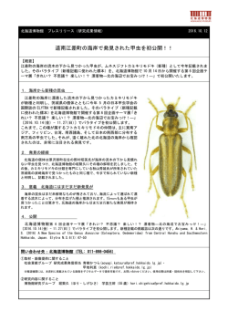 道南江差町の海岸で発見された甲虫を初公開！！