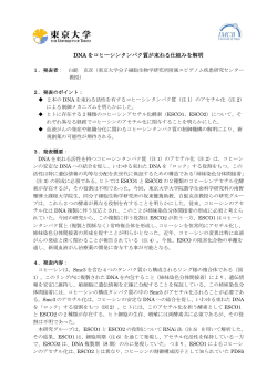 DNA をコヒーシンタンパク質が束ねる仕組みを解明