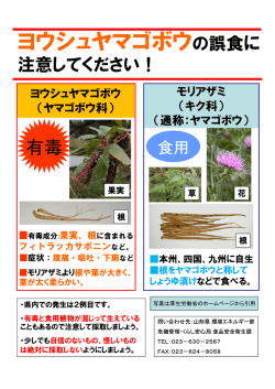 ヨウシュヤマゴボウのチラシ (PDF document