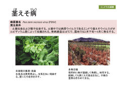 茎えそ病