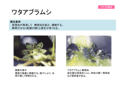 ワタアブラムシ