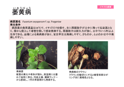 萎黄病