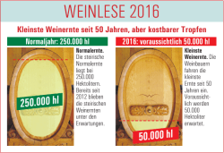 weinlese 2016 - top agrar Österreich