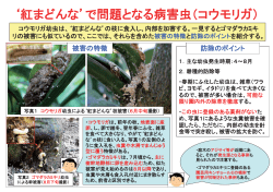 `紅まどんな`で問題となる病害虫（コウモリガ）（PDF：303KB）