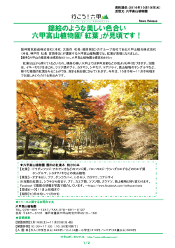 錦絵のような美しい色合い 六甲高山植物園「紅葉」が見頃です！