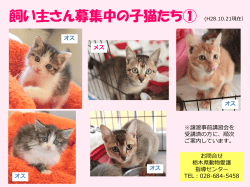 飼い主さん募集中の子猫たち① - 栃木県動物愛護指導センター
