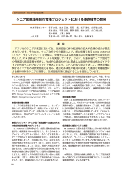 ケニア国乾燥地耐性育種プロジェクトにおける優良