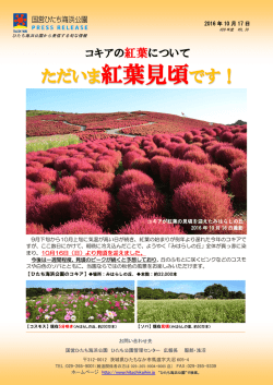 ただいま紅葉見頃です！