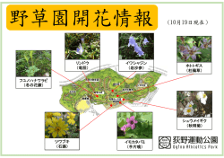 リンドウ （竜胆） フユノハナワラビ （冬の花蕨） ツワブキ （石蕗