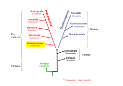 Struktur und Funktion - Plathelminthes
