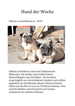 Hund der Woche - Tiervermittlungen